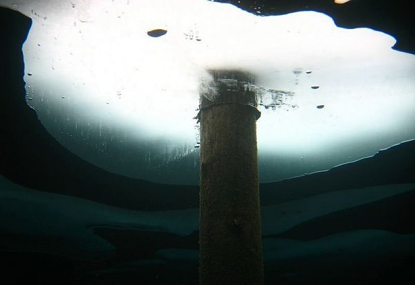 anaffinityfor:  odditiesoflife  The Amazing Underwater Forest of Lake Kaindy What