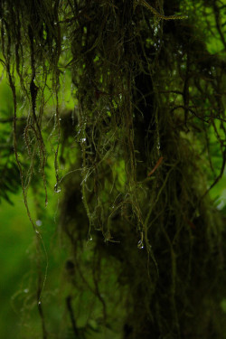 chasingthegreenfaerie:  Hoh Rain Forest by hmcoby on Flickr. 