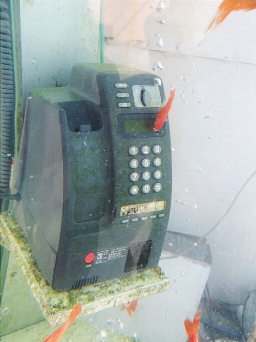 lazymilku:a phone booth filled with water and fish in japan