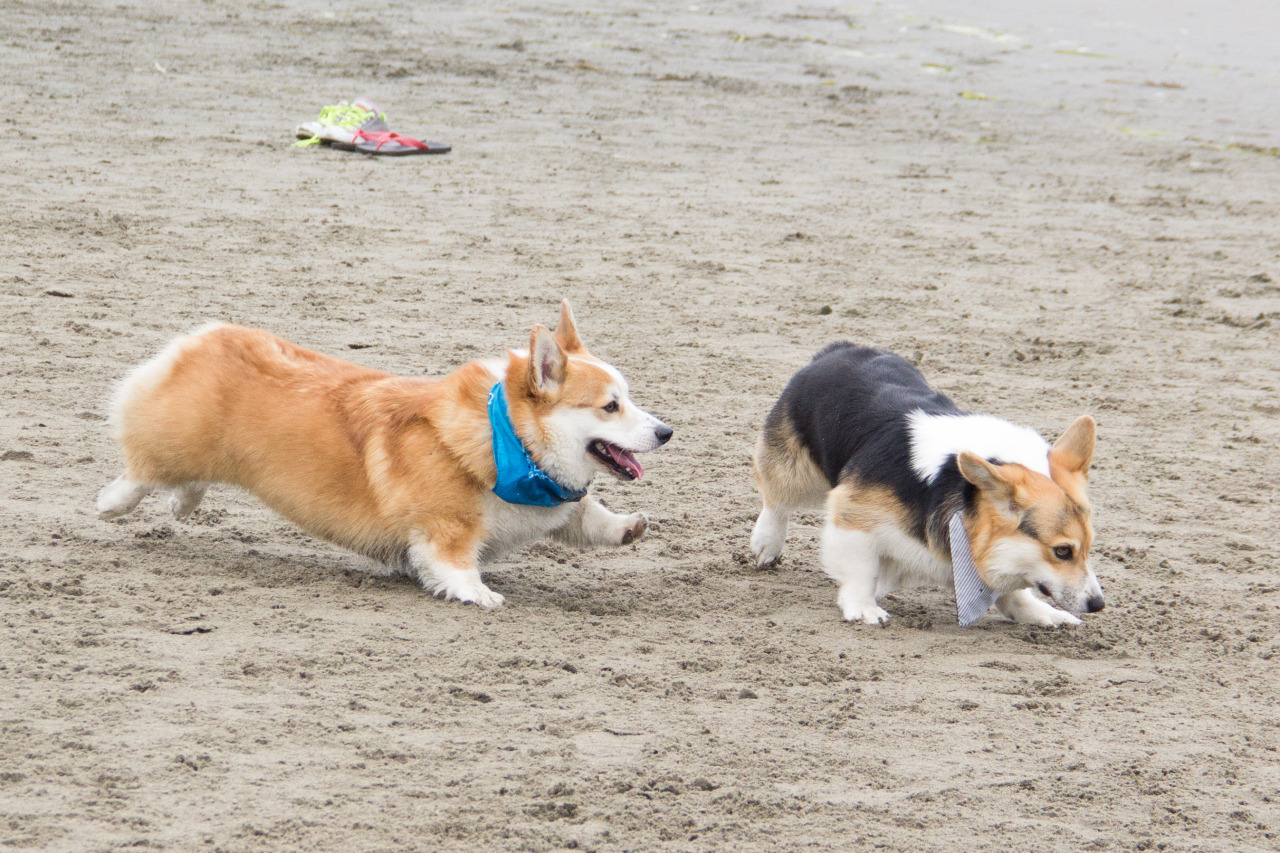 chubbythecorgi:  At NorCal Corgi Beach Day at Fort Funston. Got to meet some awesome