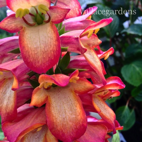 Postcards from the Hedge.  A Foxglove with Lipstick?  Imagine the perfect non-stop summer bloomer wi