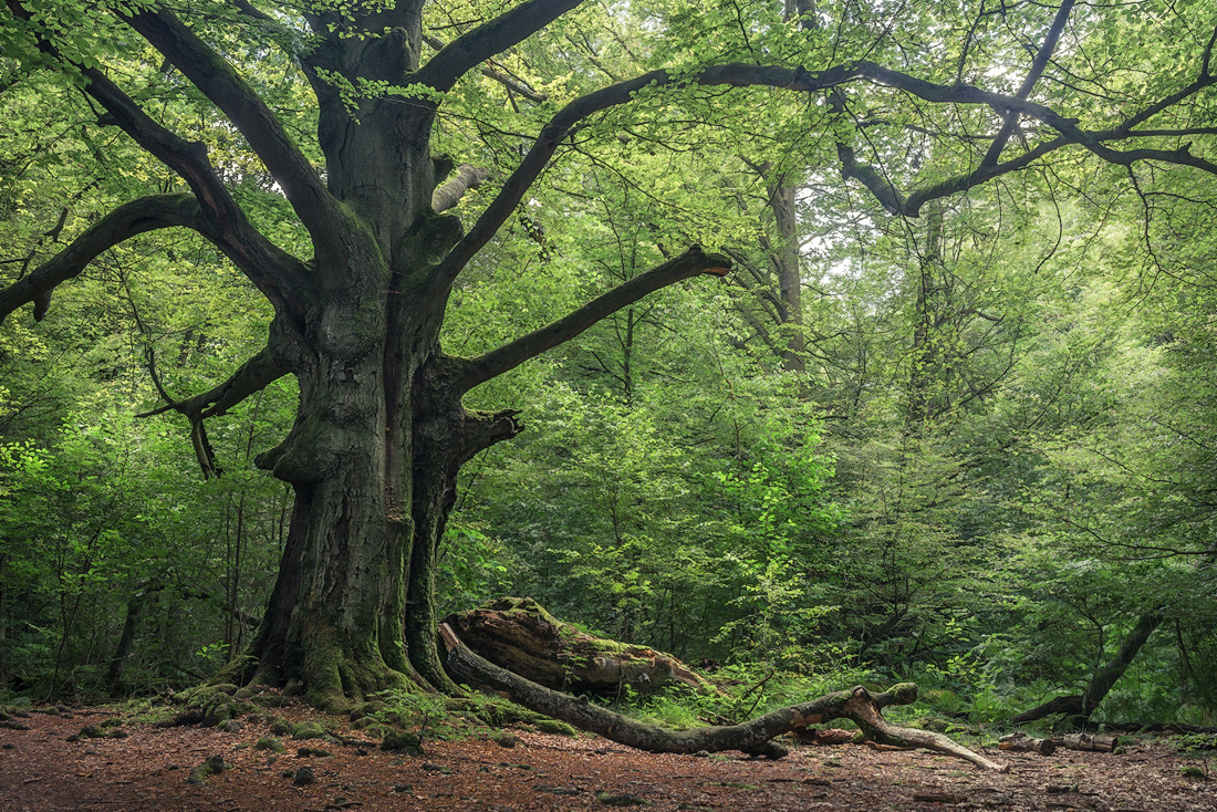flowersnymph:  Heart of the Forest by erynlasgalenphotoart  