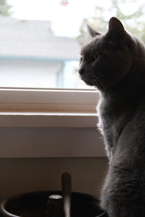 Grey Kitty being dramatic, of course(submitted by thefearhunter)