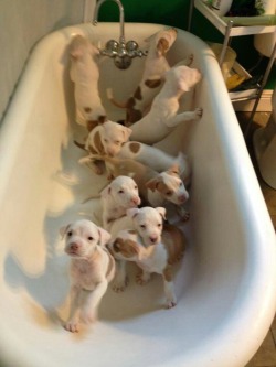 cozycari:  This is all I want. A bathtub full of puppies. 
