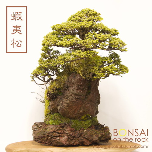 蝦夷松（エゾマツ）の石付盆栽YEZOMATSU, Yezo spruce bonsai on rocks2018.1.6 撮影bonsai on the rock| Creema | BASE | Z
