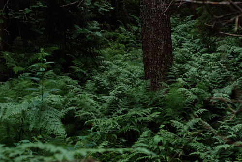 smock:  nature / pale