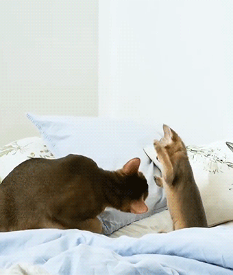 fluffygif:    virinka on ig