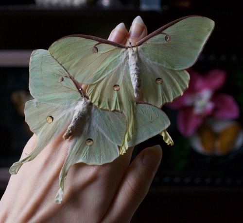 Porn thebutterflybabe:  The Luna Moth has no mouth photos