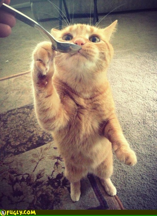 cuteanimalsfan:  Cat.