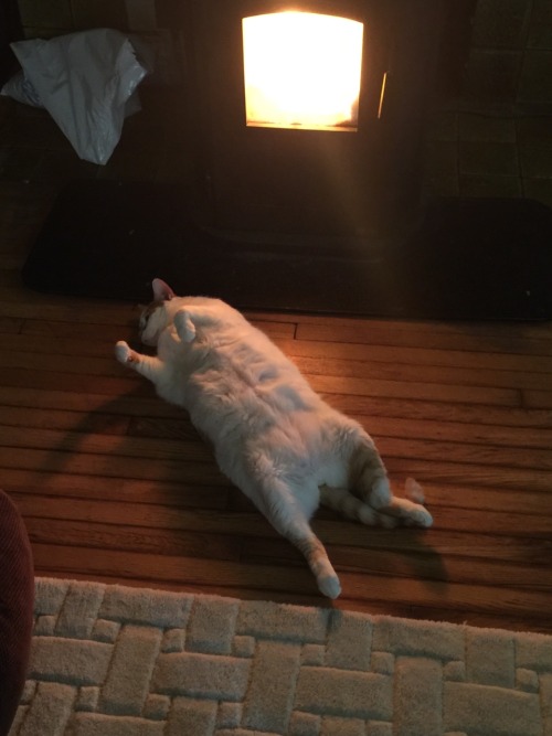 This is my cat, Sperm. He enjoys long naps by the fire.(submitted by @imjoshfuckinggreen)