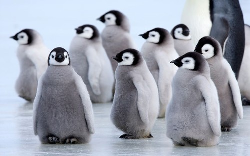 Porn Pics Gaggle of gorgeous (Emperor Penguin chicks)