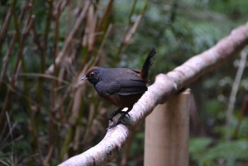 Parque Oncol, Selva valdiviana