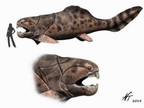 bevvy-yt: Dunkleosteus is a genus of placoderm (plate-skinned) fish that lived during the late devon