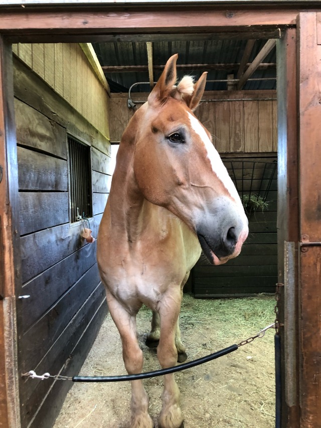 thehackneypony:my only hobby is putting horse’s forelocks into little buns 