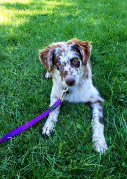 handsomedogs:Ashley Howard | Mira, my 4.5 month old Australian Shepherd What a beautiful dog 🐶 🐩💖 