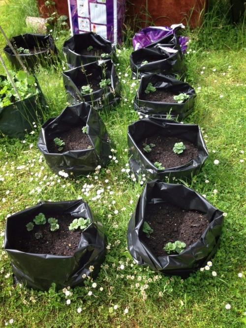 Golden Wonder main crop in grow bags and Jalapeños in the greenhouse