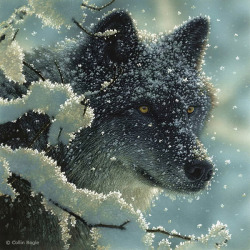 magicalnaturetour:  Wolves by Colin Bogle