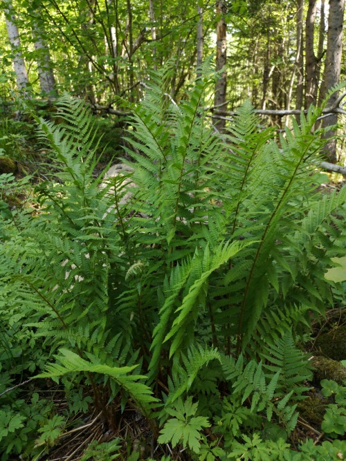 michaelnordeman:Garphyttan National Park, Närke, Sweden. 