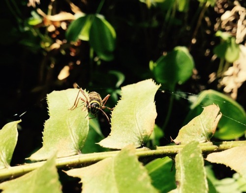 This guy wants you to believe he&rsquo;s a fierce yellow jacket, but he&rsquo;s not. This is a wasp 