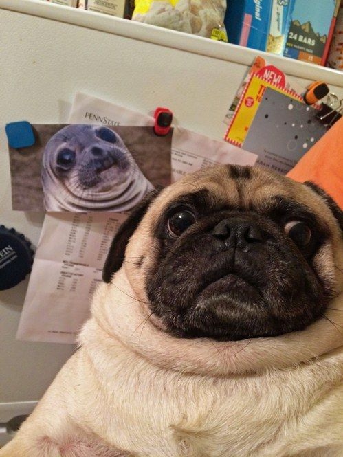 asian:  this is my favourite picture on the internet