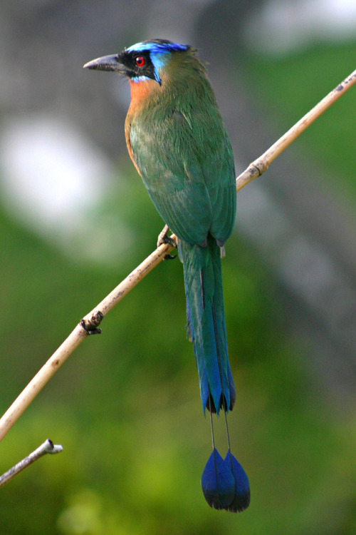 Fonte Motmot - Wikipedia Blue-crowned_Motmot_back_2Posted tinamotta.tumblr.com