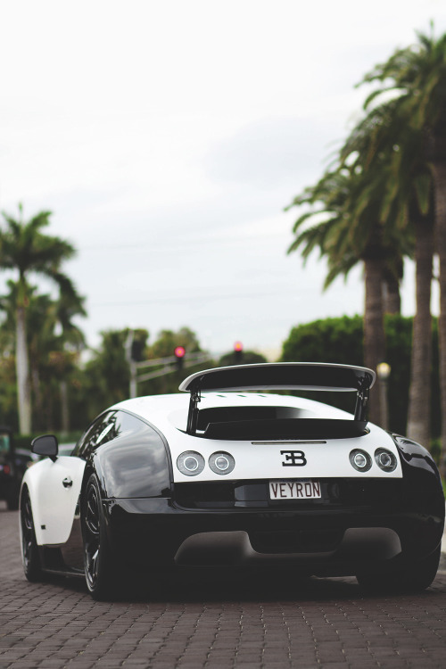Luxury Buzz