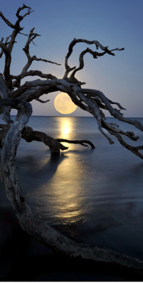 intracoastal-wanderings:  Full moon on Jekyll