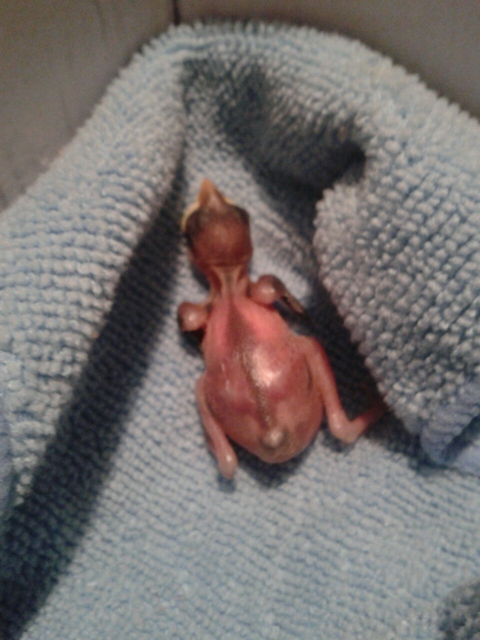 kazzythegreat:  Our little baby sparrow, from the day we took him in to about two