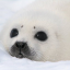 sleepseal
