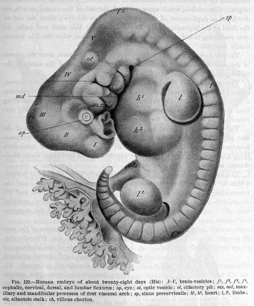 biomedicalephemera:Illustrations of the branchial (pharyngeal) arches in the humanTop: Adult female 