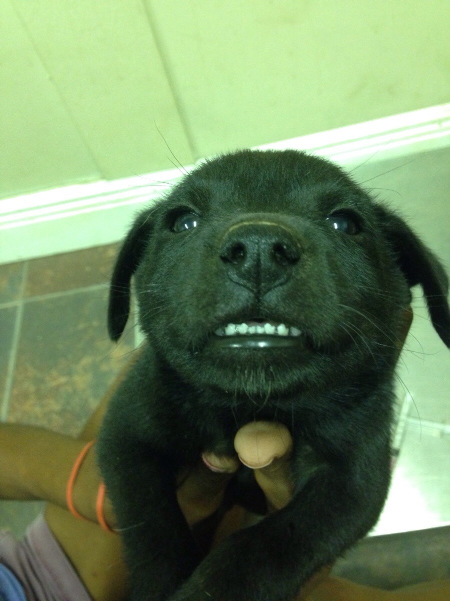 awwww-cute:  The cutest smile I ever did see (Source: http://ift.tt/1CuNQ8L)