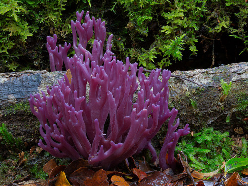 culturenlifestyle:  Steve Axford Captures Strange And Undocumented Australian Fungi  Steve Axford is a photographer on a mission to discover a thread of alien fungi, which has never been captured before. Axford lives in the Northern Rivers of New South