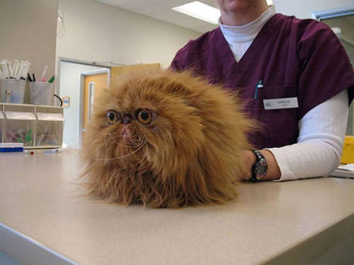 catsbeaversandducks:  awesome-picz:  Cats Who Just Realized You Took Them To The Vet  “NO.” 