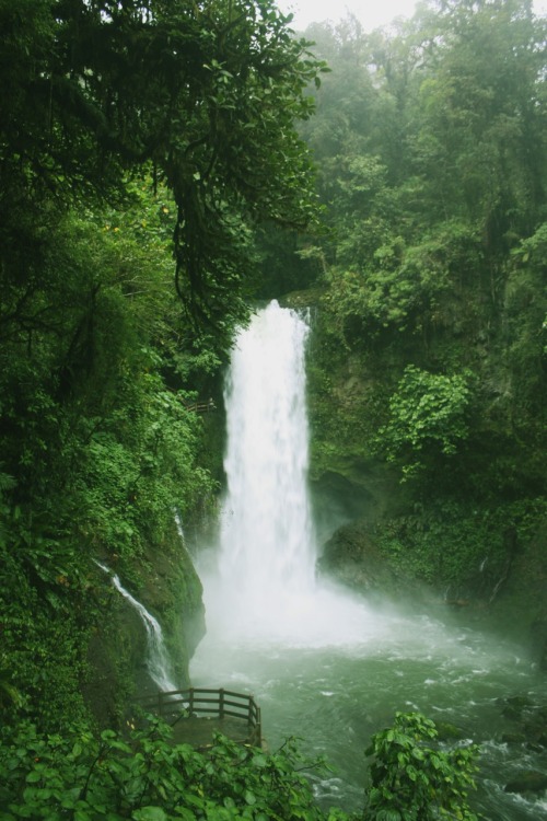 jetguer: Took this photo on a trek through the rain forests of Costa Rica. One of the best experien
