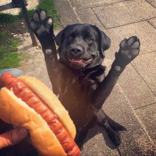 awwww-cute: “Hot dog face” (Source: ift.tt/1RNFfPC)