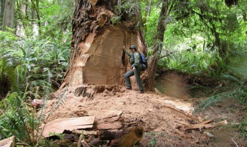 Burl PoachingRedwoods are the tallest trees in the world and among the oldest. Their wood has long b