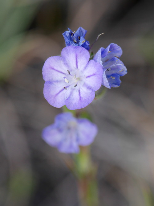 Phacelia linearis “Thread-leaf Phacelia” Hydrophyllaceae/BoraginaceaeMt. Sentinel, Lolo National For