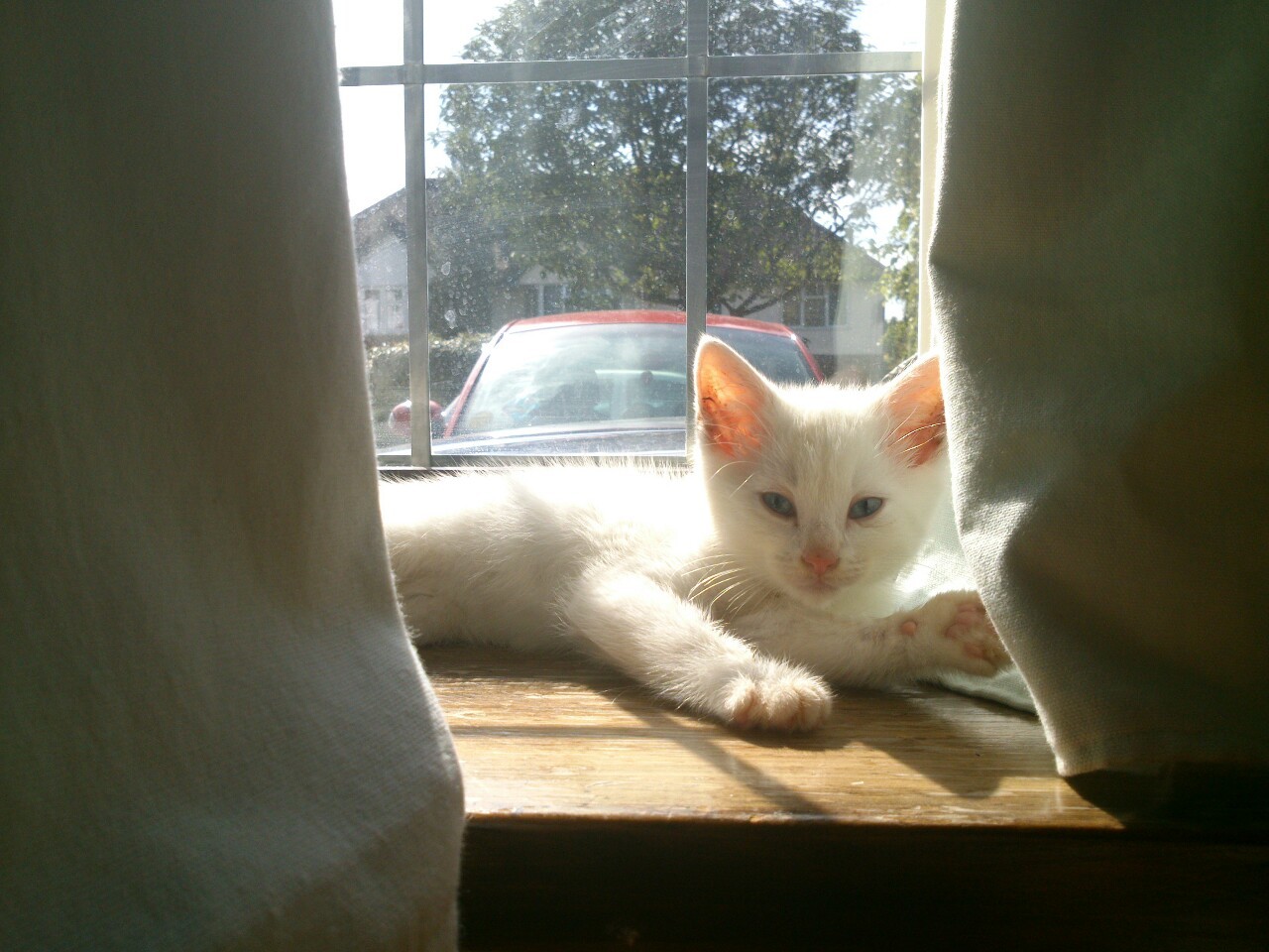 livegnostic:  Meko: June 2013   This is my little cherub, Meko. He&rsquo;s the