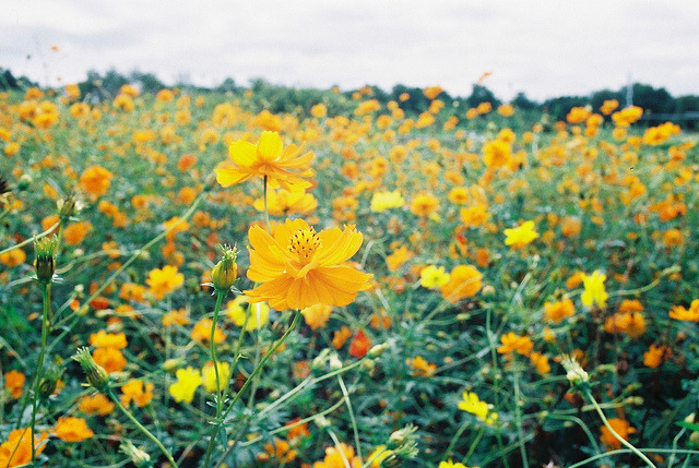 englishsnow:  by shoko      