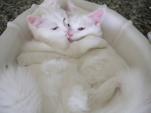 de-lila-a-medio-dia: Cats in love.  ♥