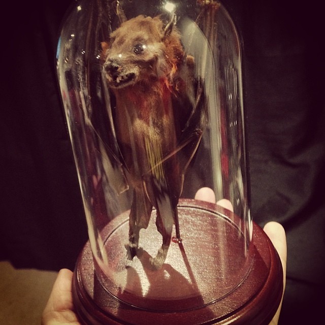 cervenafox:  Just got the coolest bat taxidermy!!! Bought one for my artist two days