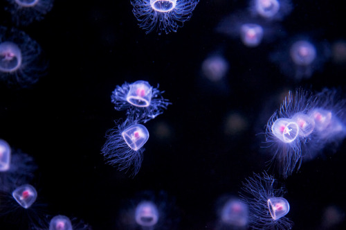 mooonjellies:  S.Konnai