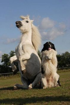 theblogforadog:  dogs and horses 