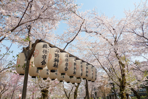 平野神社 by かがみ～