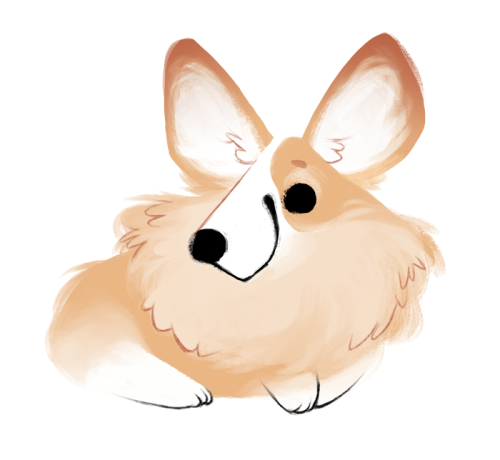 shortspal:  All I want in life is a nice fluffy corgi
