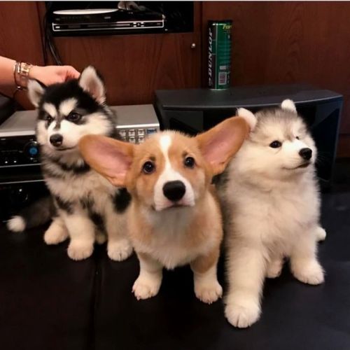 awwww-cute:  The gang is back in town (Source: https://ift.tt/2FHXx6p)