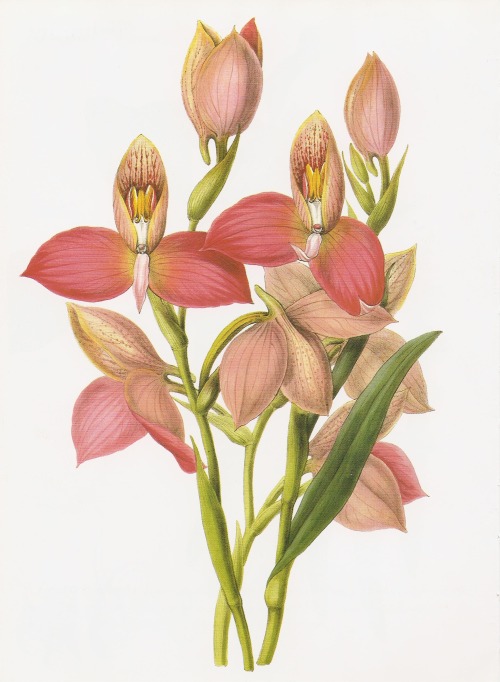 Disa grandiflora (L.f., 1782) painted by Miss SA Drake. Indigenous to South Africa, particularly the