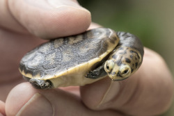 sdzoo:When keepers discovered a clutch of