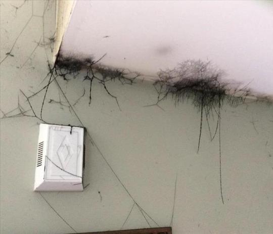 unclevertitle:bigwordsandsharpedges: armedandgayngerous:  dumbbadger:      Soot tags gather after fires in areas with low circulation. They are not, as commonly believed, ash covered spider webs.   oh, well then what the FUCK are they???  They’re made