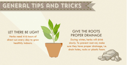 The Herb Grower’s Cheat Sheet*Growing seasons and planting information below are UK specific*Herbs f